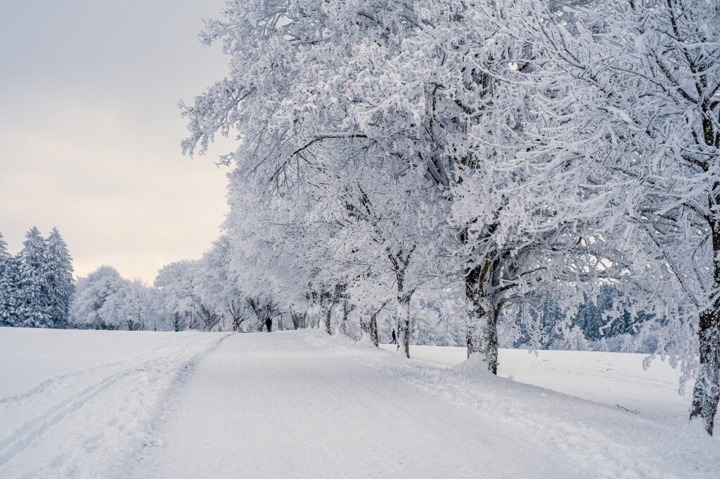 Snow covered trees and path
